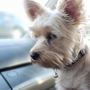 Meet your Posher, Janet